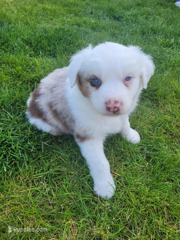 Brooks – Australian Shepherd puppy for sale in Newberg, OR