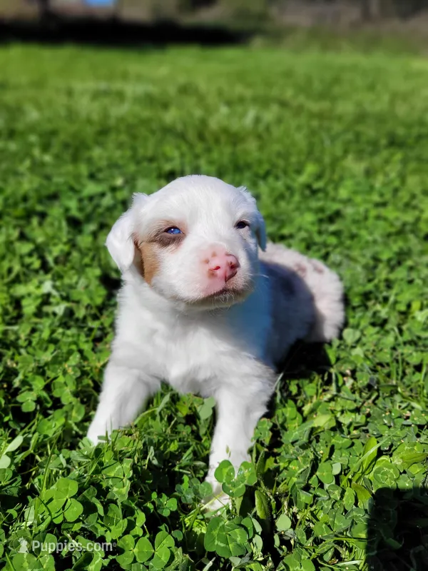 Brooks – Australian Shepherd puppy for sale in Newberg, OR