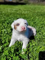 Brooks, a male Australian Shepherd for sale in Newberg, OR – Photo 1 of 9