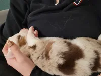 Brooks, a male Australian Shepherd for sale in Newberg, OR – Photo 6 of 9