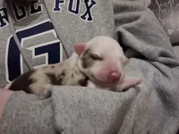 Brooks, a male Australian Shepherd for sale in Newberg, OR – Photo 2 of 3