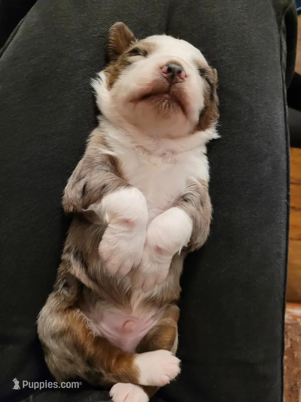 Maverick  – Australian Shepherd puppy for sale in Newberg, OR