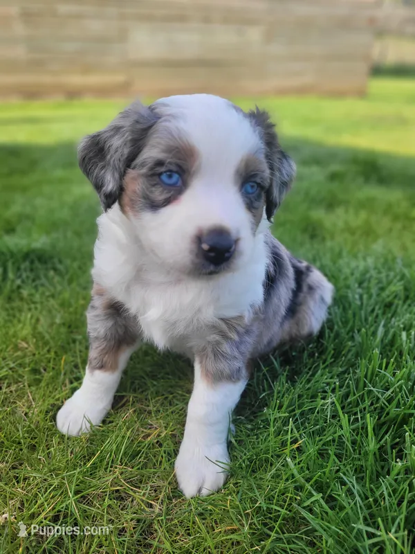 Maverick  – Australian Shepherd puppy for sale in Newberg, OR