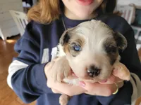 Maverick , a male Australian Shepherd for sale in Newberg, OR – Photo 5 of 7