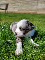 Maverick , a male Australian Shepherd for sale in Newberg, OR – Photo 3 of 7