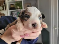 Maverick , a male Australian Shepherd for sale in Newberg, OR – Photo 6 of 7