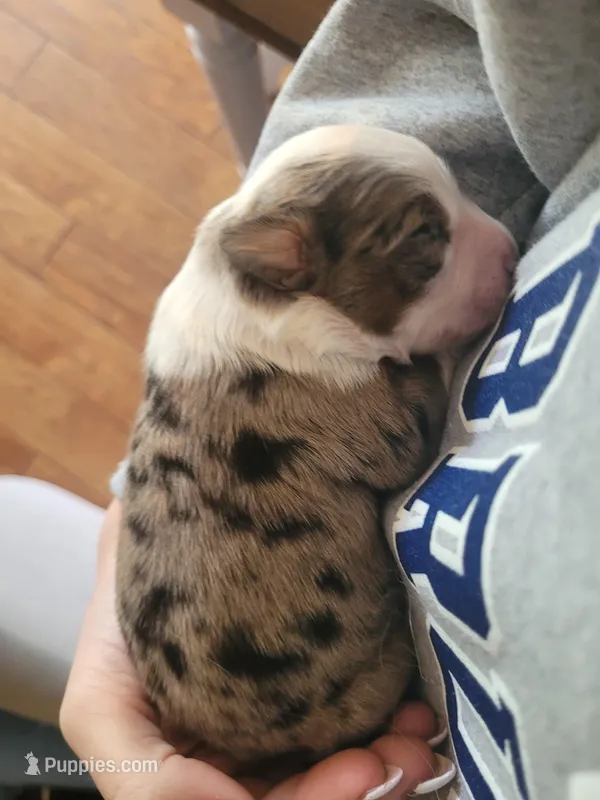 Maverick  – Australian Shepherd puppy for sale in Newberg, OR