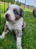 Maverick , a male Australian Shepherd for sale in Newberg, OR – Photo 4 of 7