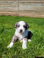 Maverick , a male Australian Shepherd for sale in Newberg, OR – Photo 1 of 7