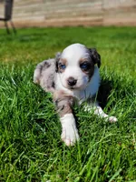 Maverick , a male Australian Shepherd for sale in Newberg, OR – Photo 2 of 7