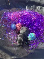 Female 1 , a female Miniature Dachshund for sale in Owasso, OK – Photo 1 of 2