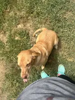 Scout, a female Labrador Retriever for sale in Owasso, OK – Photo 3 of 3