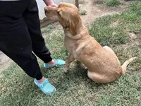 Scout, a female Labrador Retriever for sale in Owasso, OK – Photo 2 of 3