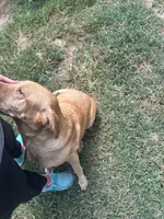 Scout, a female Labrador Retriever for sale in Owasso, OK – Photo 1 of 3