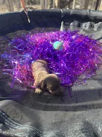 Male 1 , a male Miniature Dachshund for sale in Owasso, OK – Photo 1 of 2