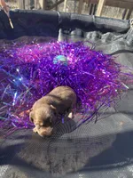 Male 1 , a male Miniature Dachshund for sale in Owasso, OK – Photo 2 of 2