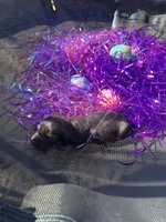 Male 3 , a male Miniature Dachshund for sale in Owasso, OK – Photo 3 of 3