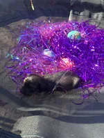 Male 3 , a male Miniature Dachshund for sale in Owasso, OK – Photo 2 of 3