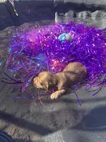 Male 2 , a male Miniature Dachshund for sale in Owasso, OK – Photo 2 of 2