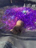 Male 2 , a male Miniature Dachshund for sale in Owasso, OK – Photo 1 of 2