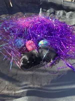 Female 2 , a female Miniature Dachshund for sale in Owasso, OK – Photo 1 of 2