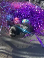 Female 2 , a female Miniature Dachshund for sale in Owasso, OK – Photo 2 of 2