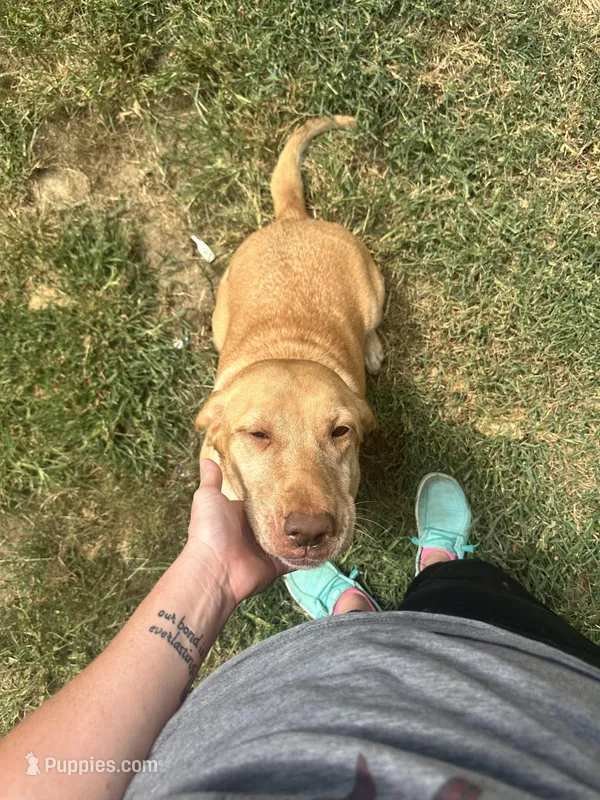 Scout  – Labrador Retriever puppy for sale in Owasso, OK