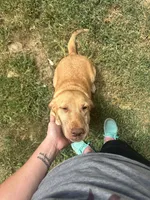 Scout , a female Labrador Retriever for sale in Owasso, OK – Photo 1 of 4