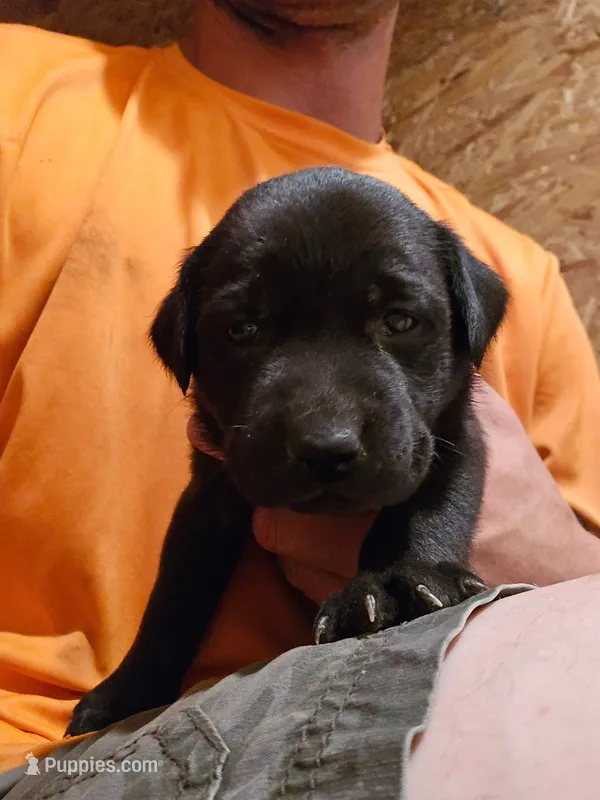 Jettie – Labrador Retriever puppy for sale in Walnut Hill, IL