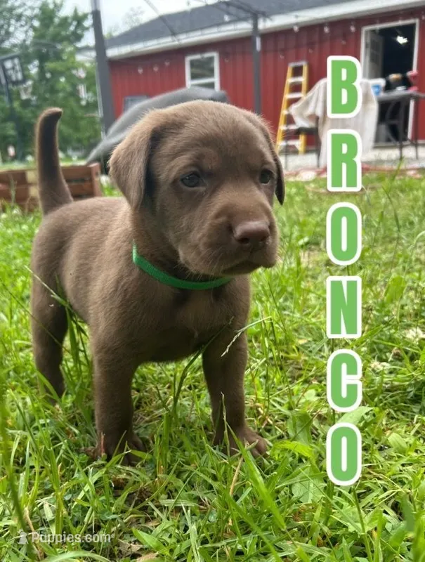 Bronco – Labrador Retriever puppy for sale in Walnut Hill, IL