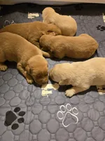 Red, a male Labrador Retriever for sale in Walnut Hill, IL – 2 of 5