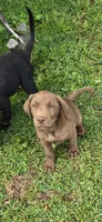 Bronco, a male Labrador Retriever for sale in Walnut Hill, IL – 1 of 1