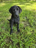 Rocky, a male Labrador Retriever for sale in Walnut Hill, IL – 3 of 3