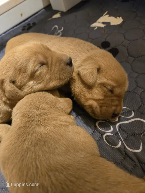 Red – Labrador Retriever puppy for sale in Walnut Hill, IL