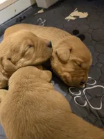 Red, a male Labrador Retriever for sale in Walnut Hill, IL – 1 of 5