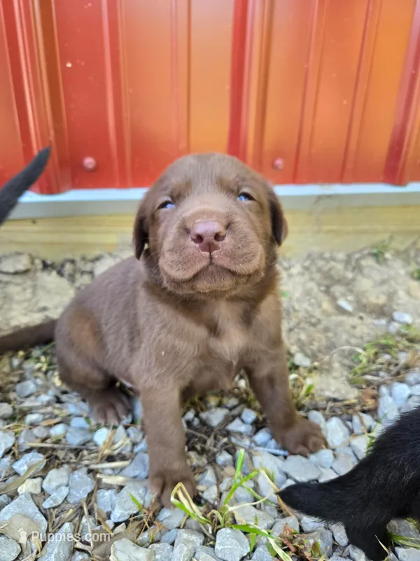 Saddie – Labrador Retriever puppy for sale in Walnut Hill, IL