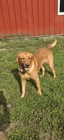 Red, a male Labrador Retriever for sale in Walnut Hill, IL – 4 of 5