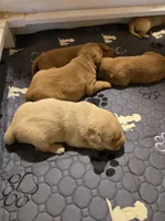 Bella, a female Labrador Retriever for sale in Walnut Hill, IL – 2 of 6