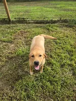 Red, a male Labrador Retriever for sale in Walnut Hill, IL – 5 of 5