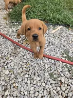 Honey, a female Labrador Retriever for sale in Walnut Hill, IL – 2 of 7