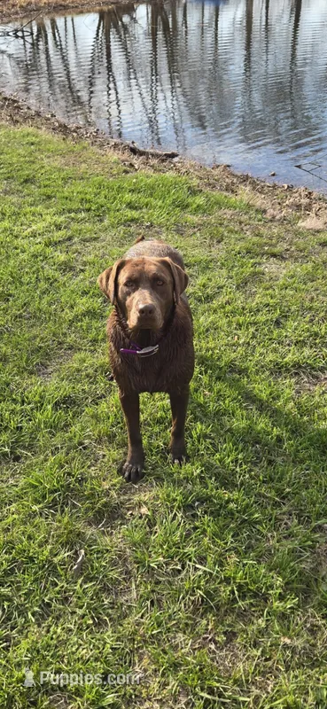 Trigger – Labrador Retriever puppy for sale in Walnut Hill, IL