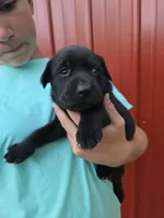 Saddie, a male Labrador Retriever for sale in Walnut Hill, IL – 9 of 10