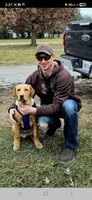 Bronco, a male Labrador Retriever for sale in Walnut Hill, IL – Photo 5 of 5