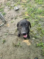 Rocky, a male Labrador Retriever for sale in Walnut Hill, IL – 2 of 3