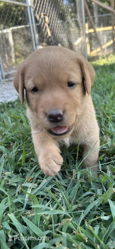 Red – Labrador Retriever puppy for sale in Walnut Hill, IL