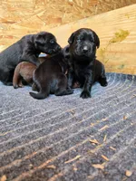 Saddie, a male Labrador Retriever for sale in Walnut Hill, IL – 8 of 10