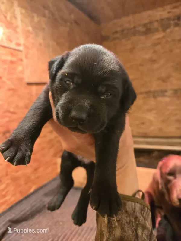 Bronco – Labrador Retriever puppy for sale in Walnut Hill, IL