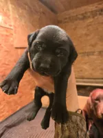 Saddie, a male Labrador Retriever for sale in Walnut Hill, IL – 2 of 10