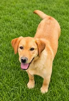 Red, a male Labrador Retriever for sale in Walnut Hill, IL – 3 of 5