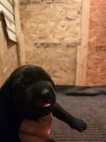 Saddie, a male Labrador Retriever for sale in Walnut Hill, IL – 6 of 10